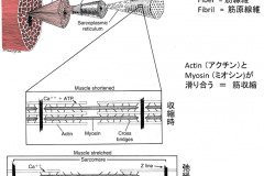 Muscle_to_ActinMyoshin