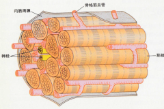 muscle_fibers_blood-1024x629