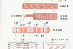 muscle_to_sarcomere
