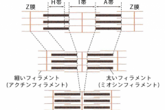 sarcomere_structure-1024x781