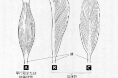 types_of_muscles