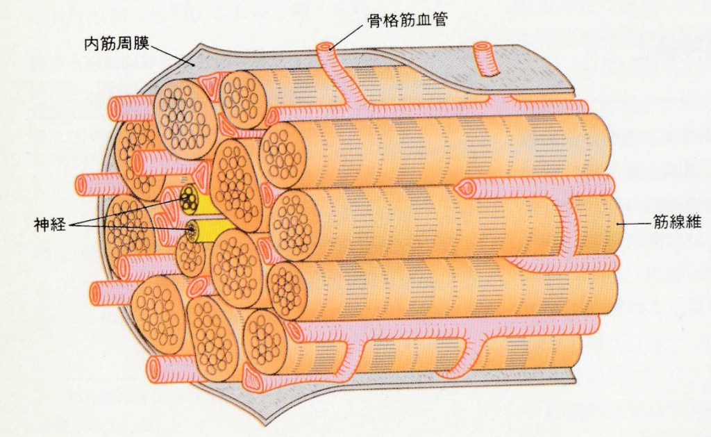 筋肉の血液循環 筋血流 について Art Dry Needling Massage