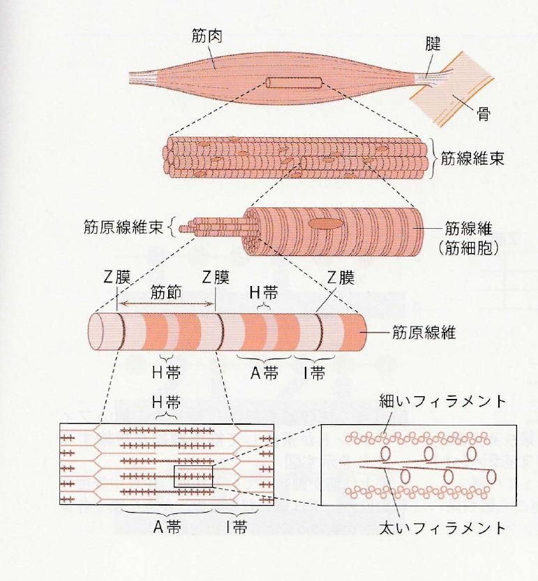 筋肉の基本的な構造と作用について Art Dry Needling Massage