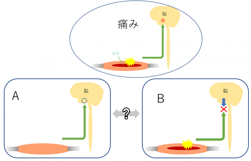 鎮痛かコリの解消か